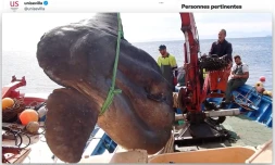 Un poisson lune de plus d'une tonne pêché puis relâché au large de l'Espagne 