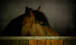 Les chevaux sentent l'odeur de la peur chez les humains et deviennent eux-mêmes plus vigilants en présence de ce signal chimique ( AFP / Patricia DE MELO MOREIRA )