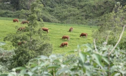 vaches plaine des cafres 