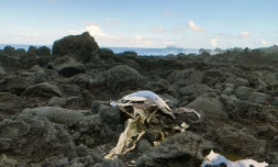 tortue morte kelonia