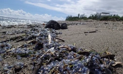 Physalies urticantes 8 février 2018