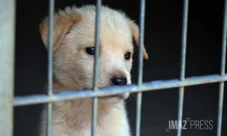 chien en fourrière 