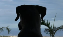dana météo