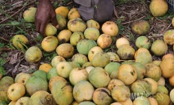 Mangue serveaux 