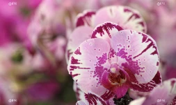 Salon Flore et Halle