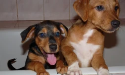 "Gamelle solidaire" : nouvel appel aux dons de l'Arche de Noé