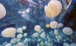 Des méduses boulet de canon (Stomolophus meleagris) sur les cÎtes de Chuao, dans l'Etat d'Aragua, au Venezuela, le 5 avril 2024 ( AFP / Juan BARRETO )