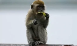 Avec le grand ùge, les macaques restreignent le cercle de leurs relations tout en préservant des échanges avec leurs congénÚres les plus fidÚles ( AFP / Roslan RAHMAN )