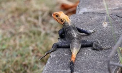 lézard Angama