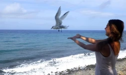 Petit poussin devenu grand