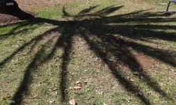 arbres 