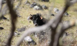 vaches 