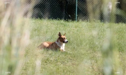 chiens
