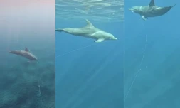 Dauphins piégés par des fils de pêche : Globice Réunion alerte sur un "danger extrême"