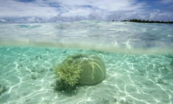 Des coraux dans un atoll de l'archipel des Tuamotu, en Polynésie française, le 14 octobre 2015 ( AFP / GREGORY BOISSY )