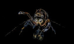 festival image sous-marinee