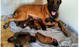 Police : les chiots de Bella se portent Ă merveille