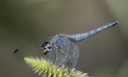 photographe amateur Xavier Agnus
