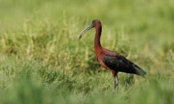 Ibis falcinelle Etang du Gol