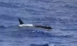 Des orques repérées à 83km au large de La Réunion