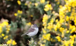 incendie du Maïdo 2020