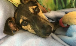 paco chien maltraité