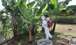 Chikungunya : l'épidémie est déclarée à La Réunion, le préfet déclenche le niveau 3 du dispositif Orsec [?]