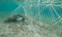 Saint-Pierre : un filet anti-requin posé dans le lagon provoque la colère d'une association