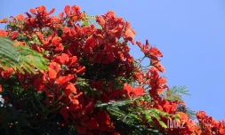 flamboyants , flamboyant 