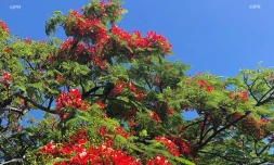 flamboyant du mois de mai