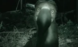 faux dodo filmé à La Réunion