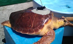 Les tortues caouannes de Kélonia à la pêche aux infos