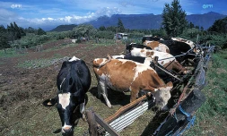 Une vingtaine de vaches mortes foudroyées