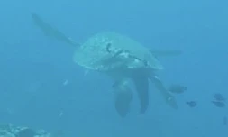tortue verte, blessée, hélice, bateau, carapace, Kelonia
