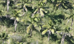 Cocotiers 