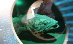 coelacanthe