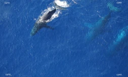 Baleine Saint-Paul