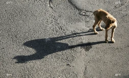 Les chiens abandonnés en période de fin d\'année dépendent entièrement de la bonté de ceux qui les trouvent