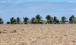 Météo réunion 