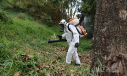 démoustication chikungunya 