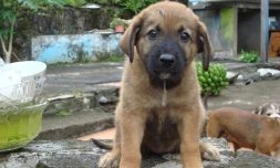 Royal Bourbon de La Réunion : un bâtard qui a du chien !