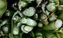 Fruits et légumes