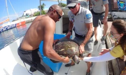 Une nouvelle collision entre une tortue et un bateau 