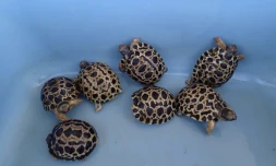 Sept bébés tortues sont nées
