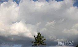 paysages cocotiers 