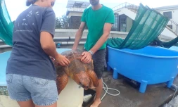 Kélonia : malgré la mobilisation, les soins des tortues se poursuivent