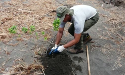 Replantation Etang-Salé