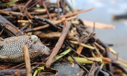 La faune et la flore marine réunionnaise en péril après le passage du cyclone Garance