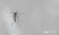 moustique spray 