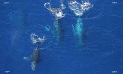 baleines